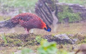 Temminck Tragopan