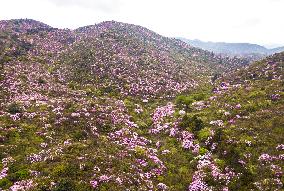 Spring Flowers