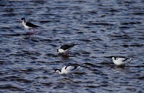 Environmental Improvement in China