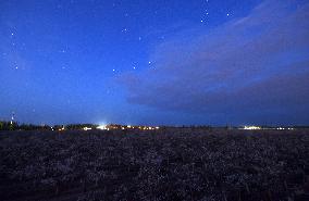 Pear Flowers Under Starry Sky