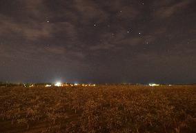 Pear Flowers Under Starry Sky