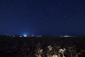 Pear Flowers Under Starry Sky