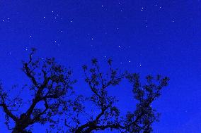 Pear Flowers Under Starry Sky