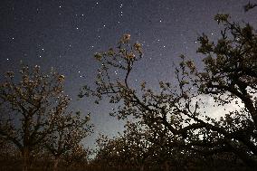 Pear Flowers Under Starry Sky