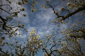 Pear Flowers Under Starry Sky