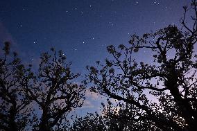 Pear Flowers Under Starry Sky