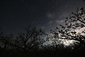 Pear Flowers Under Starry Sky