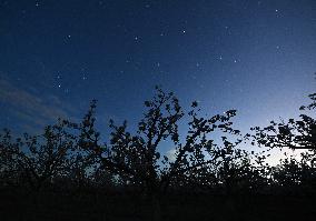 Pear Flowers Under Starry Sky