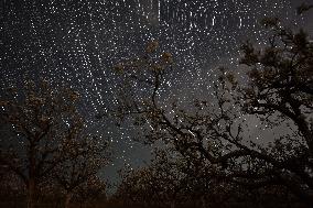 Pear Flowers Under Starry Sky