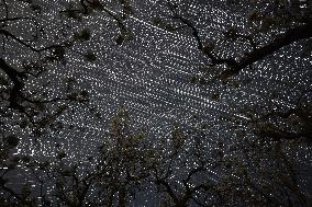 Pear Flowers Under Starry Sky