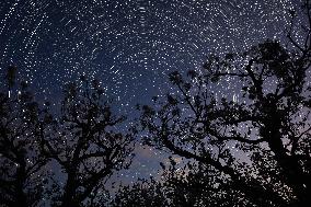 Pear Flowers Under Starry Sky