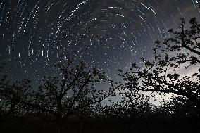 Pear Flowers Under Starry Sky