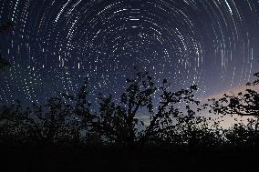 Pear Flowers Under Starry Sky
