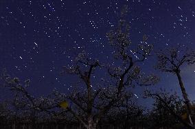 Pear Flowers Under Starry Sky