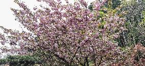 China Hubei Mount Wudang