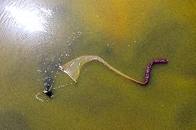 Fishing For Saltwater Worms