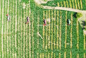 China Intelligent Agriculture