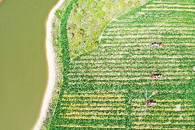 China Intelligent Agriculture