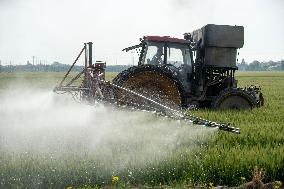 China Spring Planting