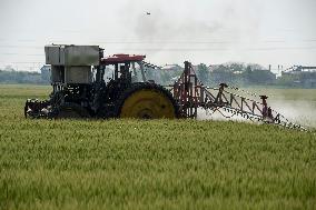 China Spring Planting