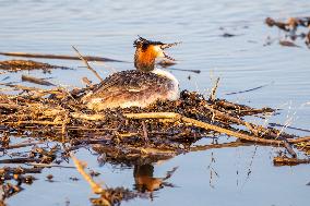 Great Crested Grebe Hatch