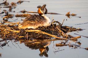 Great Crested Grebe Hatch