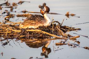 Great Crested Grebe Hatch