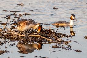 Great Crested Grebe Hatch