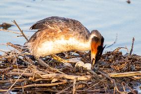 Great Crested Grebe Hatch