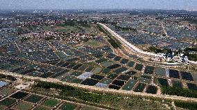 China Shandong Shrimp Ponds