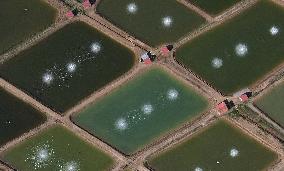 China Shandong Shrimp Ponds