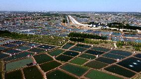 China Shandong Shrimp Ponds