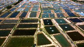 China Shandong Shrimp Ponds