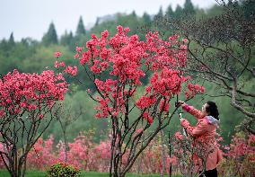 Spring Flowers