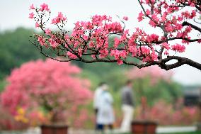 Spring Flowers