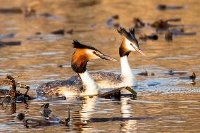 Great Crested Grebe Hatch