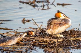 Great Crested Grebe Hatch