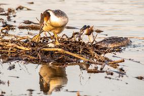 Great Crested Grebe Hatch