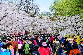 Cherry Blossom in Yuyuantan Park