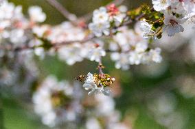 Apis, honey, bee, animal, flying insect