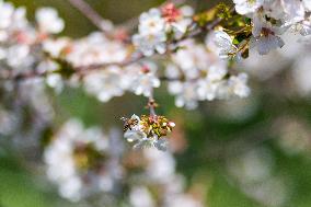 Apis, honey, bee, animal, flying insect