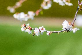 Apis, honey, bee, animal, flying insect