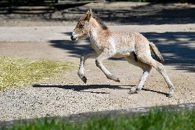 The Prague Zoo reopened to visitors