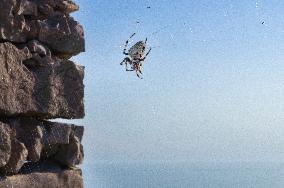 Kornati Islands National Park, The Kornati archipelago, Mana island, Cross spider, Araneus