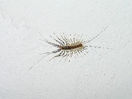 Scutigera coleoptrata, House Centipede