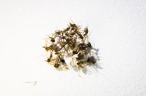 Northern House Mosquito, Culex pipiens, biting insects, dead Mosquitoes heap on white background, hand made paper