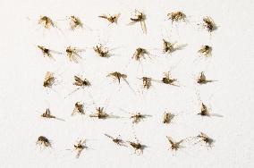 Northern House Mosquito, Culex pipiens, biting insects, dead Mosquitoes in rows on white background, hand made paper