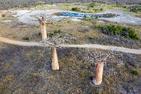 areial view to the most famous baobab alley in Madagascar