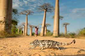 Panther chameleon in the most famous baobab alley in Madagascar
