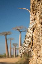 Panther chameleon in the most famous baobab alley in Madagascar